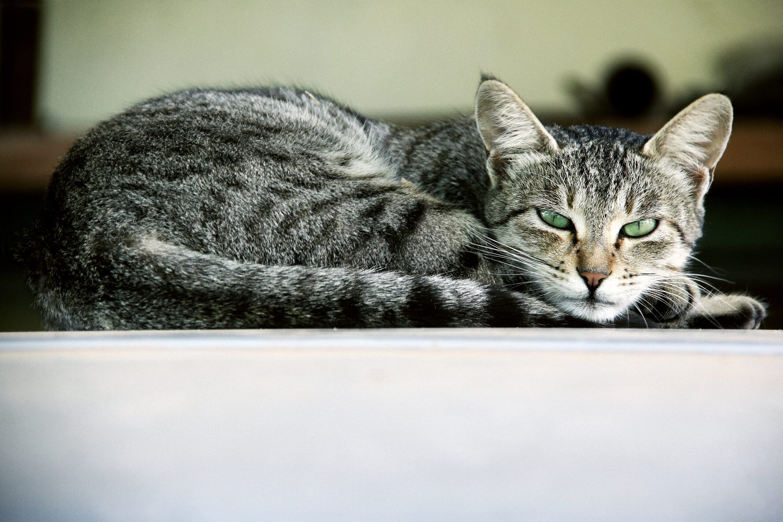 A close portrait of a cat with an attentive, curious stare.