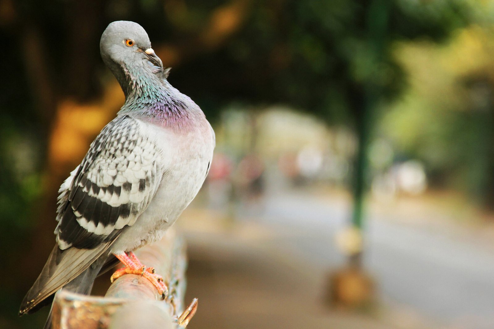 A pigeon with iridescent neck feathers looks back over its shoulder against blurred green trees.
