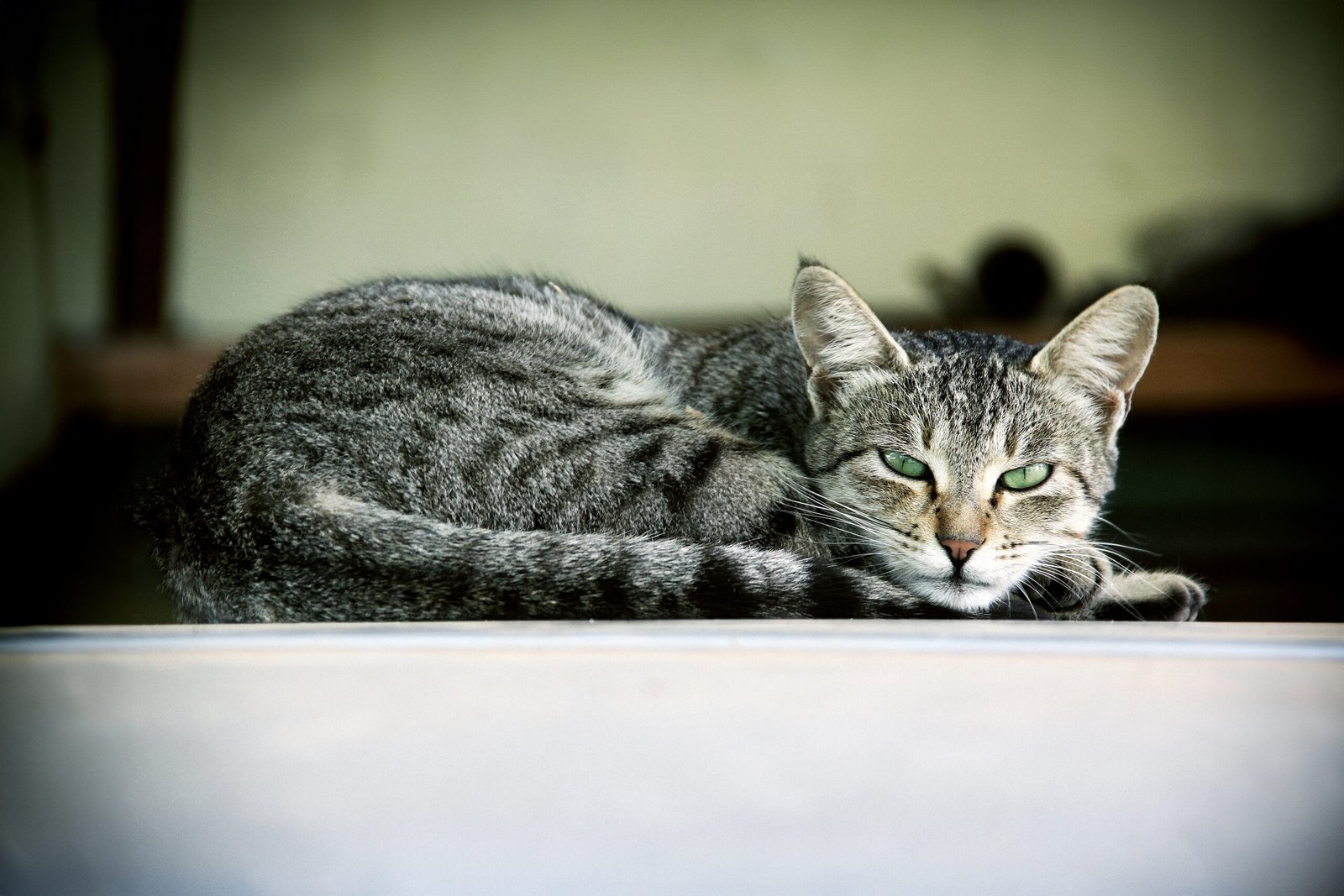 Photograph of a cat